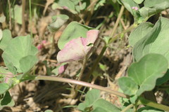 Boerhavia diffusa
