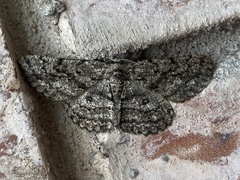 Hypomecis umbrosaria