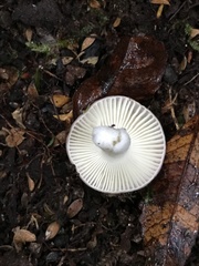 Russula roseopileata