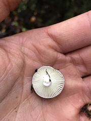 Russula roseopileata