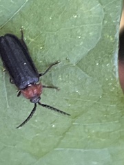 Cyphonocerus ruficollis