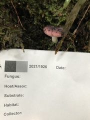 Russula roseopileata