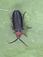 Cyphonocerus ruficollis