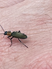 Oedemeridae