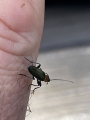 Oedemeridae