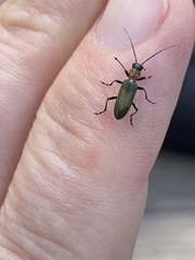 Oedemeridae