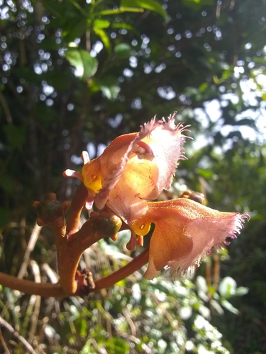 Gesneria viridiflora ssp. acrochordonanthe