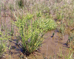 Cyperus pulcher