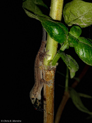 Hemidactylus frenatus