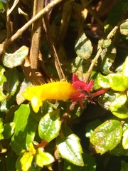 Columnea domingensis