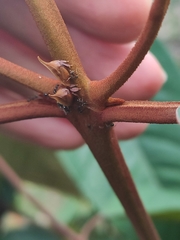 Enchenopa squamigera