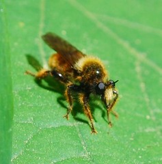Laphria rufa