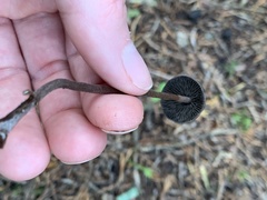 Panaeolus acuminatus