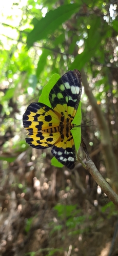 False Tiger Moth