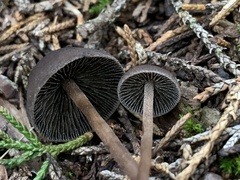 Panaeolus acuminatus