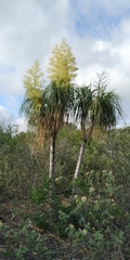 Beaucarnea