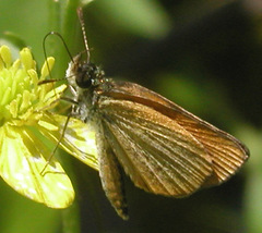 Ancyloxypha numitor