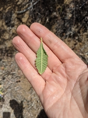 Eriodictyon crassifolium