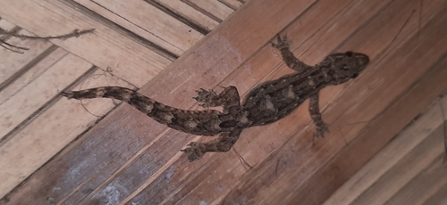 Flat-tailed House Gecko