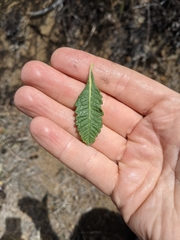 Eriodictyon crassifolium