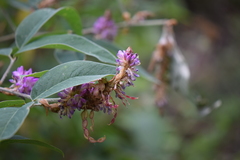 Desmodium jaliscanum