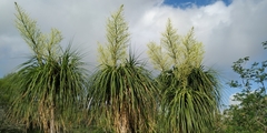 Beaucarnea