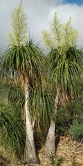 Beaucarnea