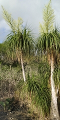 Beaucarnea