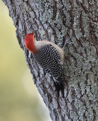 Melanerpes carolinus image
