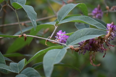 Desmodium jaliscanum