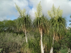 Beaucarnea