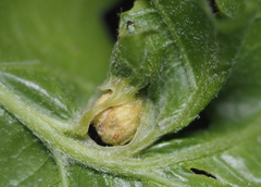 Dryocosmus quercuspalustris