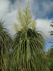Beaucarnea