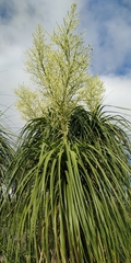 Beaucarnea