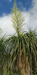 Beaucarnea
