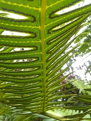 Cyathea horrida