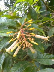 Palicourea croceoides