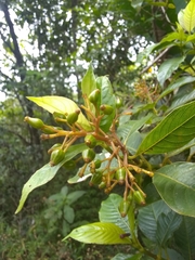 Palicourea croceoides