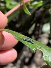 Trirhabda flavolimbata