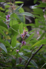 Desmodium jaliscanum