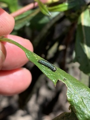 Trirhabda flavolimbata