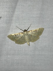 Polygrammodes flavidalis