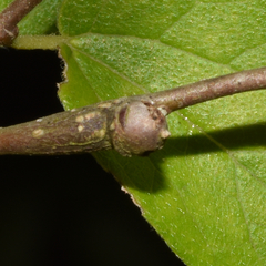 Pachypsylla celtidisgemma
