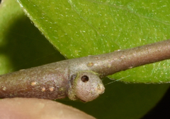 Pachypsylla celtidisgemma