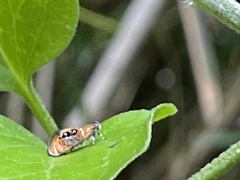 Schiffermuelleria imogena