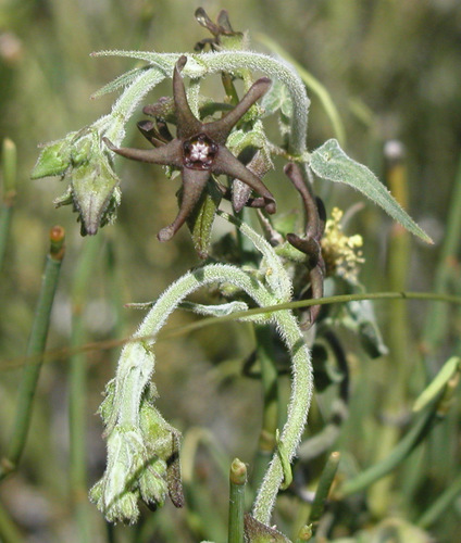 darkstar milkvine (Matelea atrostellata)