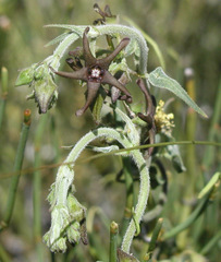 Matelea atrostellata