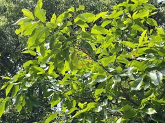 Syzygium nervosum