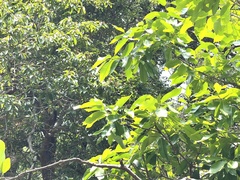 Syzygium nervosum