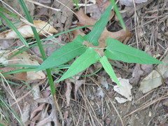 Endodeca serpentaria